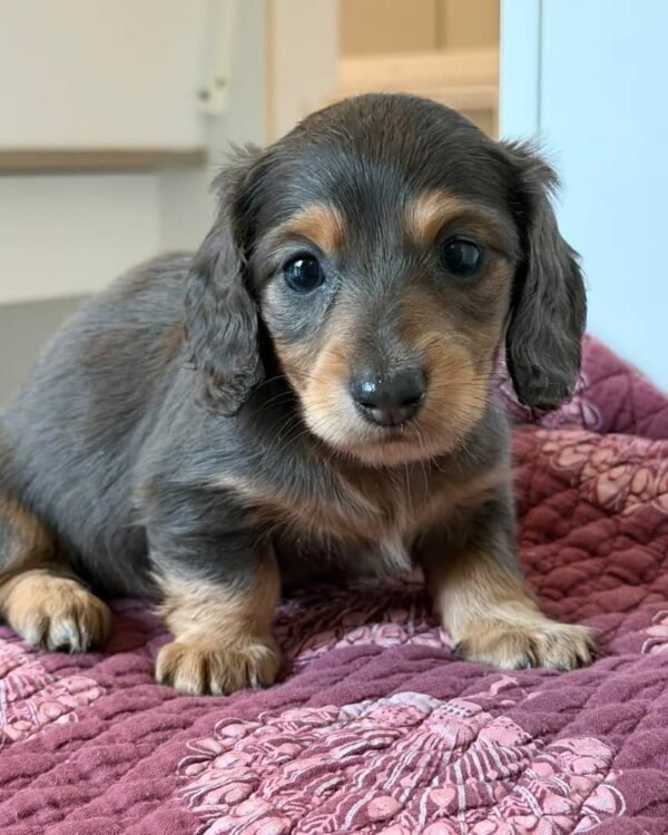 658a739c-a782-40ca-86f5-6f784a1fdbf5 Coco (male)