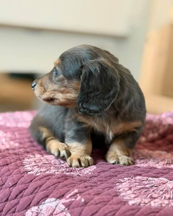 819918d4-7dde-4f95-8d40-3efee6a0ede7 Coco (male)