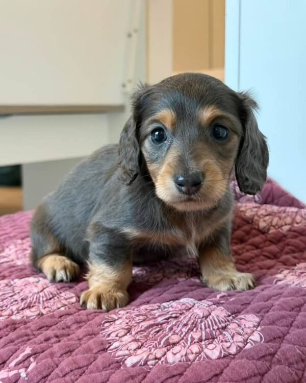 982d01b1-1437-41c9-8840-85851c24205b Coco (male)