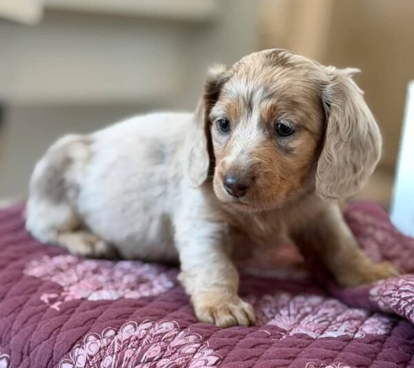 Coco - UNDER DISCOUNT