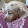 Coco - UNDER DISCOUNT
