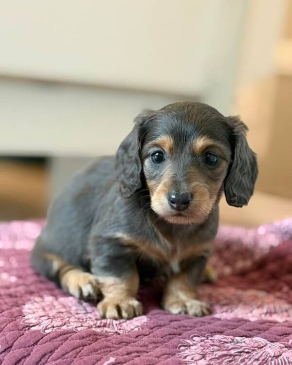 cae3757b-18a7-47a1-9c06-4ddc9b3a36ad Coco (male)