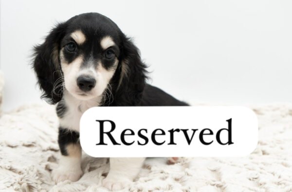 IMG_3720 Rosan (female)