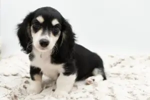 08c847b9-4dd0-412b-af43-72997bdd9b0f-1-300x200-1 Rosan (female)