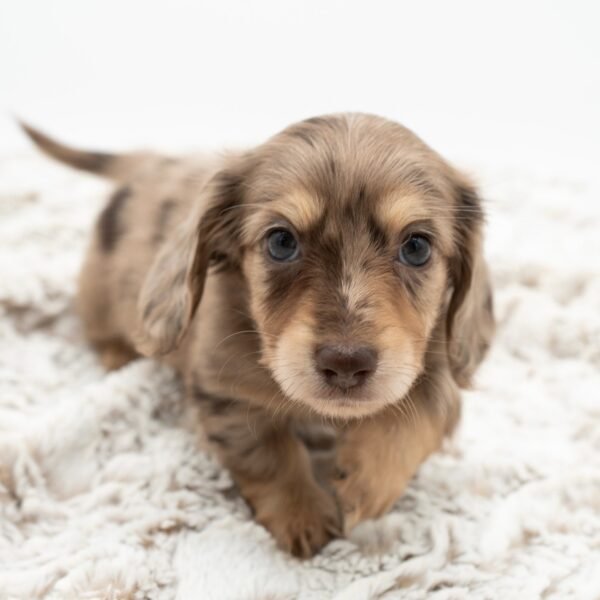 1a480fb8-cc34-41c1-91b8-afd2d7307e40 Millo (male)