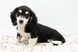 734c0881-b2be-4df8-9b81-99b5dafa4329-2-300x200 Rosan (female)