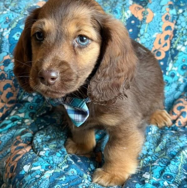 1b588aac-c78c-4fd2-afb5-492cefcdb2ab-3 Dexter (male)