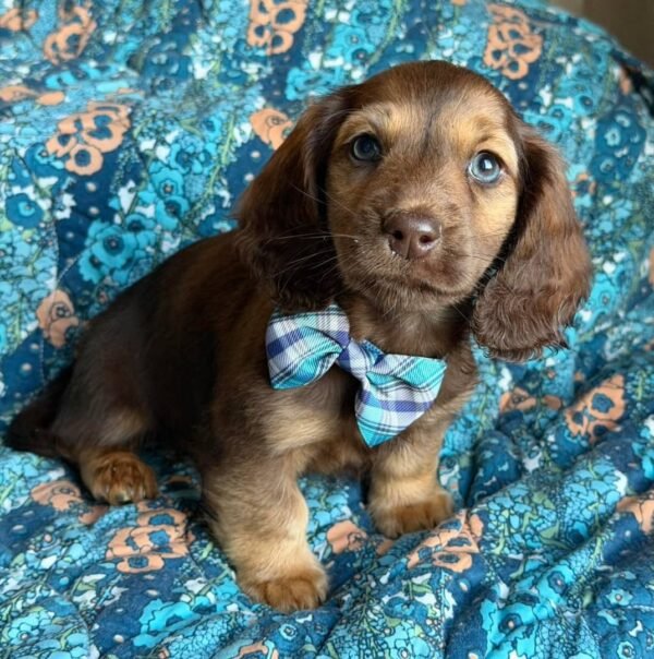 9711861c-044b-4702-aa1b-ca69333537c4-3 Dexter (male)