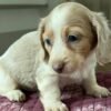 2026/02/IMG-20260331-WA0003.jpg Lexi - DISCOUNT EXPIRED
