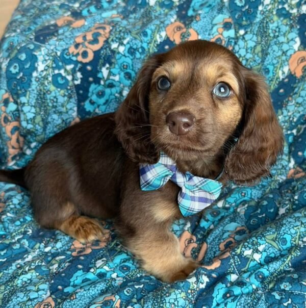 c06d7a82-fe88-439c-be88-2d428346a3f6-3 Dexter (male)