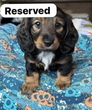 screenshot-47 Jeny (female)