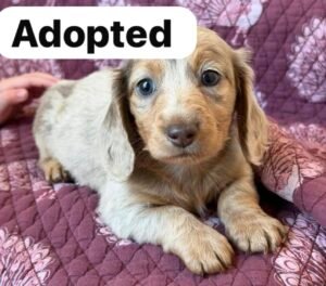 screenshot-54 Lexi (male)