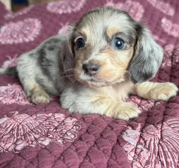 Bella - DISCOUNT EXPIRED